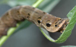 The caterpillar of the Elephant Hawk Moth - a voracious feeder on plant leaves in the garden.